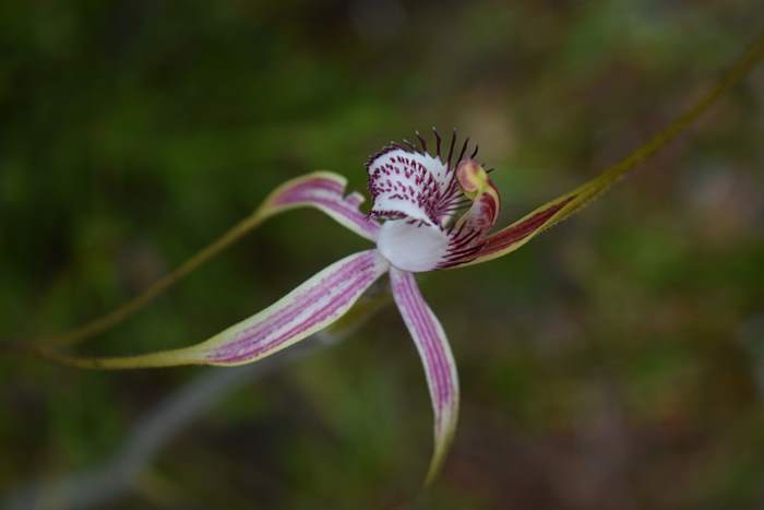 Caladenia - Orchid-spider-0029.JPG